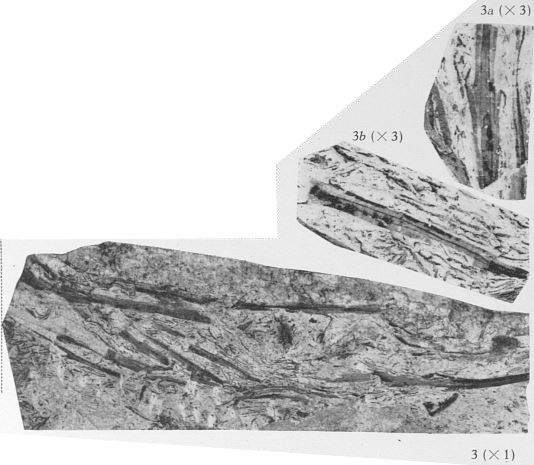 Fig. 3, 3a, 3b - 3 (D) - Hoegia filiformis nov. gen., nov. sp. Grandeur naturelle. 3a-b : Parties du même spécimen agrandies 3 fois  