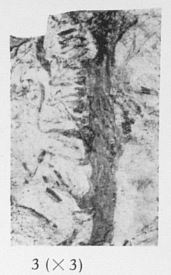 Fig. 3 - Serrulacaulis furcatus Hueber. Grandeur naturelle.