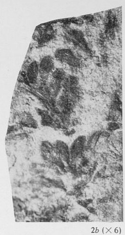 Fig. 2b - Les mêmes sporanges agrandis 6 fois