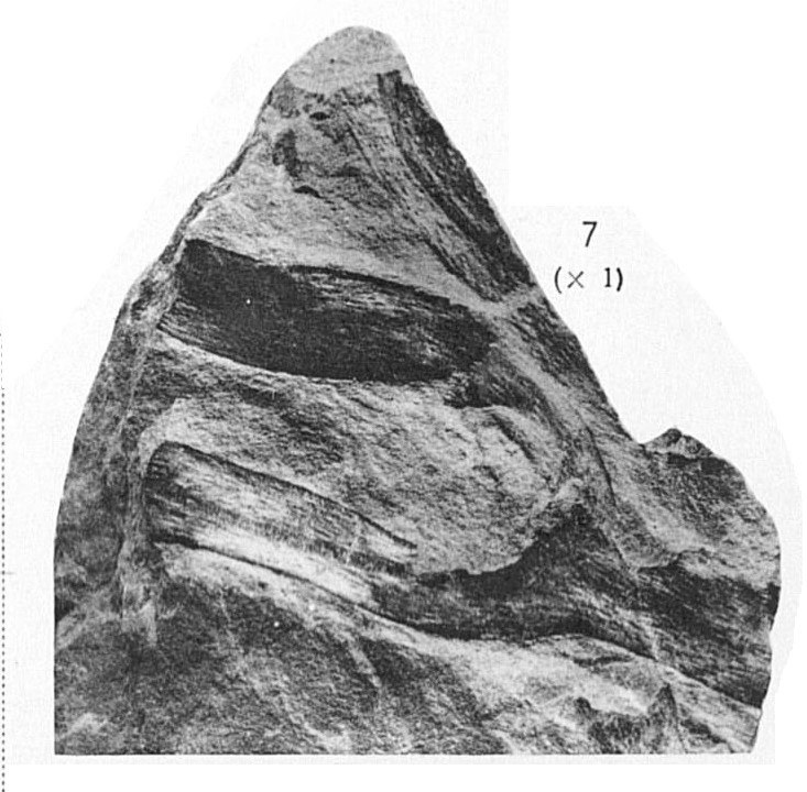 Fig 7 - Taeniocrada dubia Kräusel & Weyland