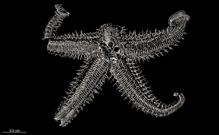 BE-RBINS-INV SYNTYPE AST.317 Stolasterias candicans dorsal skeleton.jpg