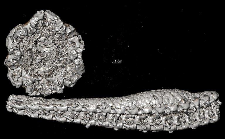 BE-RBINS-INV HOLOTYPE AST.962 Belgicella racowitzana Ventral.jpg
