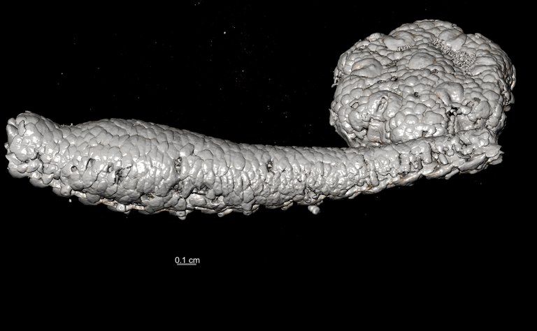 BE-RBINS-INV HOLOTYPE AST.962 Belgicella racowitzana lateral.jpg