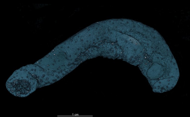 BE-RBINS-INV SYNTYPE HOL.76 Holothuria (Semperothuria) pseudoimitans VENTRAL HABITUS microCT scan, false colours.jpg