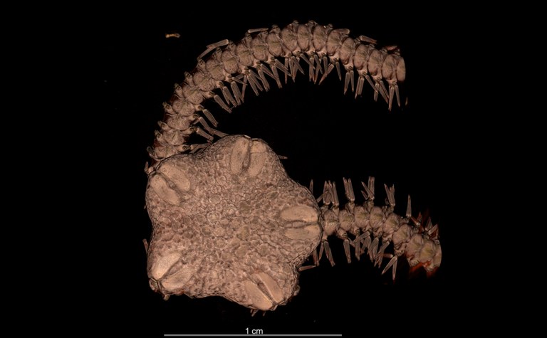 BE-RBINS-INV OPH.119 Holotype Amphiura caparti dorsal disk.jpg