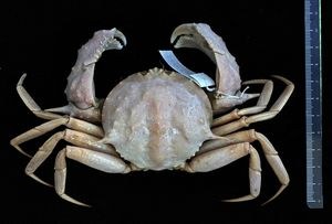 crab.jpeg.jpg