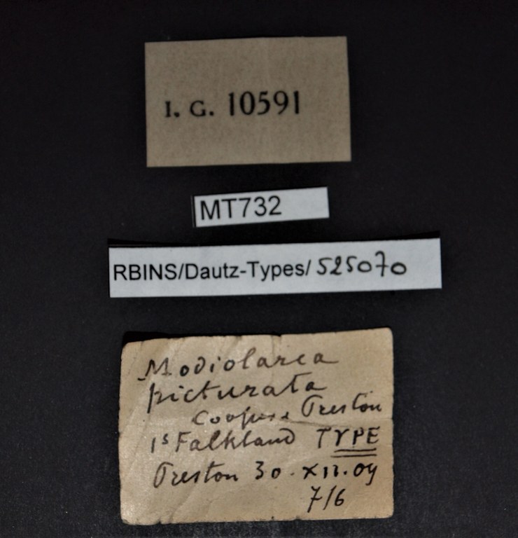 BE-RBINS-INV PARATYPE MT 732 Modiolarca picturata LABELS.jpg