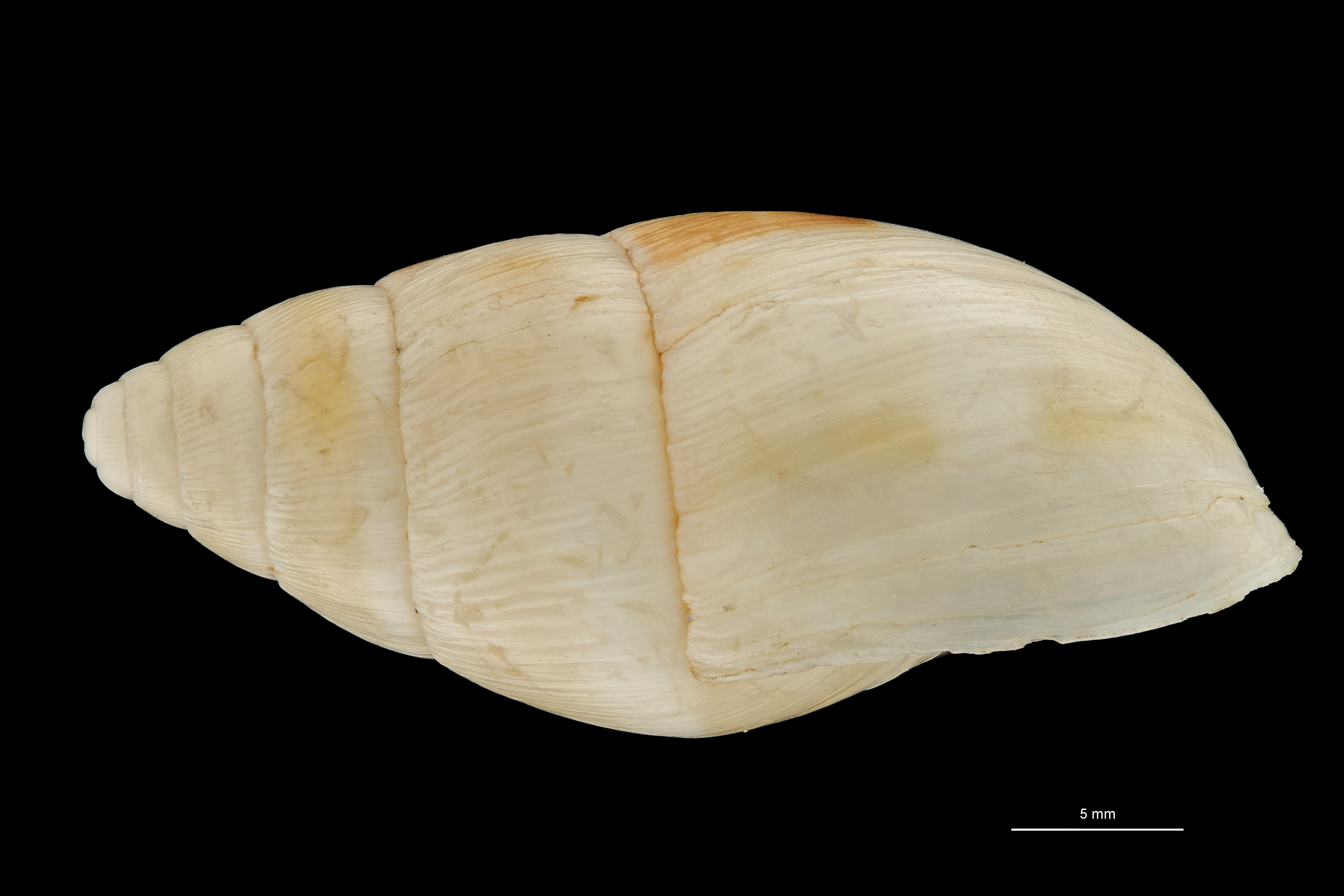 BE-RBINS-INV HOLOTYPE MT 657 Leucotaenius laevis LATERAL ZS PMax Scaled.jpg