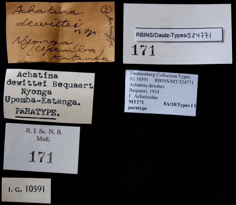 BE-RBINS-INV PARATYPE MT 171 Achatina (Leptocalina) dewittei LABELS.jpg