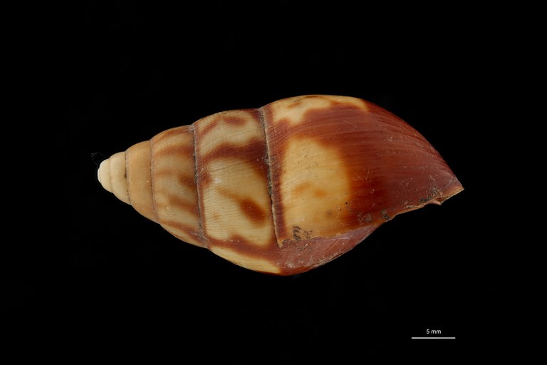 BE-RBINS-INV PARATYPE MT 171 Achatina (Leptocalina) dewittei LATERAL ZS DMap Scaled.jpg