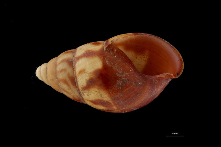 BE-RBINS-INV PARATYPE MT 171 Achatina (Leptocalina) dewittei VENTRAL ZS DMap Scaled.jpg