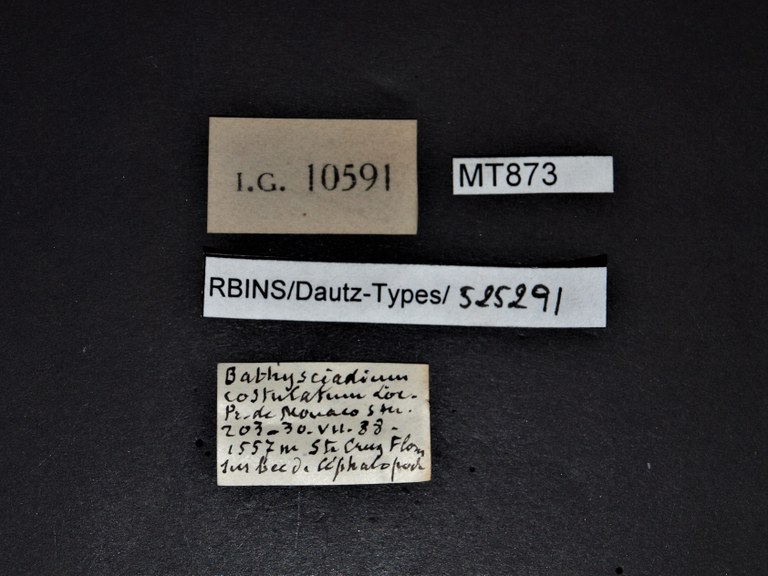 BE-RBINS-INV PARATYPE MT 873 Bathysciadium conicum LABELS.jpg