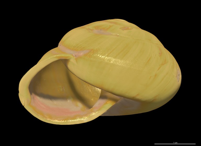 BE-RBINS-INV SYNTYPE MT 2407 Helix duporti ORAL MICROCT XRE.jpg