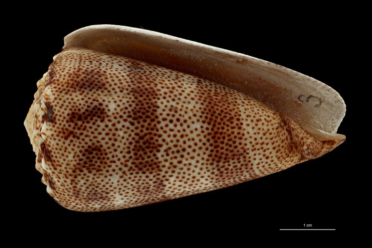 BE-RBINS-INV HOLOTYPE MT 2529 Conus arenatus var. aequipunctata VENTRAL ZS PMax Scaled.jpg