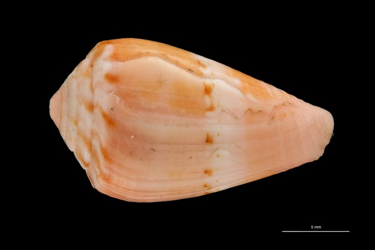 BE-RBINS-INV PARATYPE MT.3035 Conus (Atlanticonus) olssoni DORSAL ZS PMax Scaled.jpg