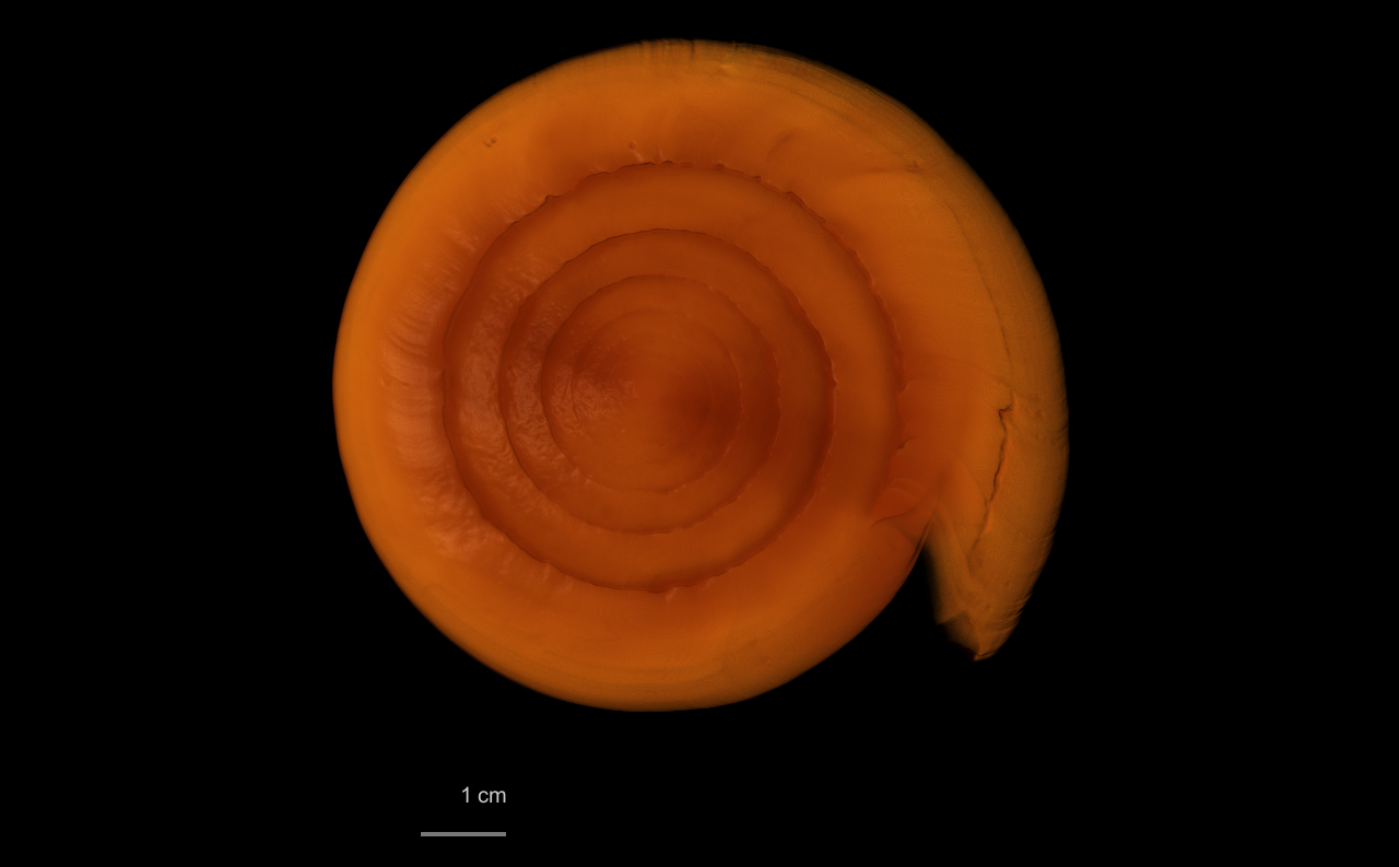 BE-RBINS-INV HOLOTYPE MT 378 Conus betulinus var. immaculata POSTERIOR MCT RX.jpg