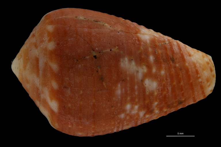 BE-RBINS-INV HOLOTYPE MT.2530 Conus catus var. rubrapapillosa DORSAL ZS PMax Scaled.jpg