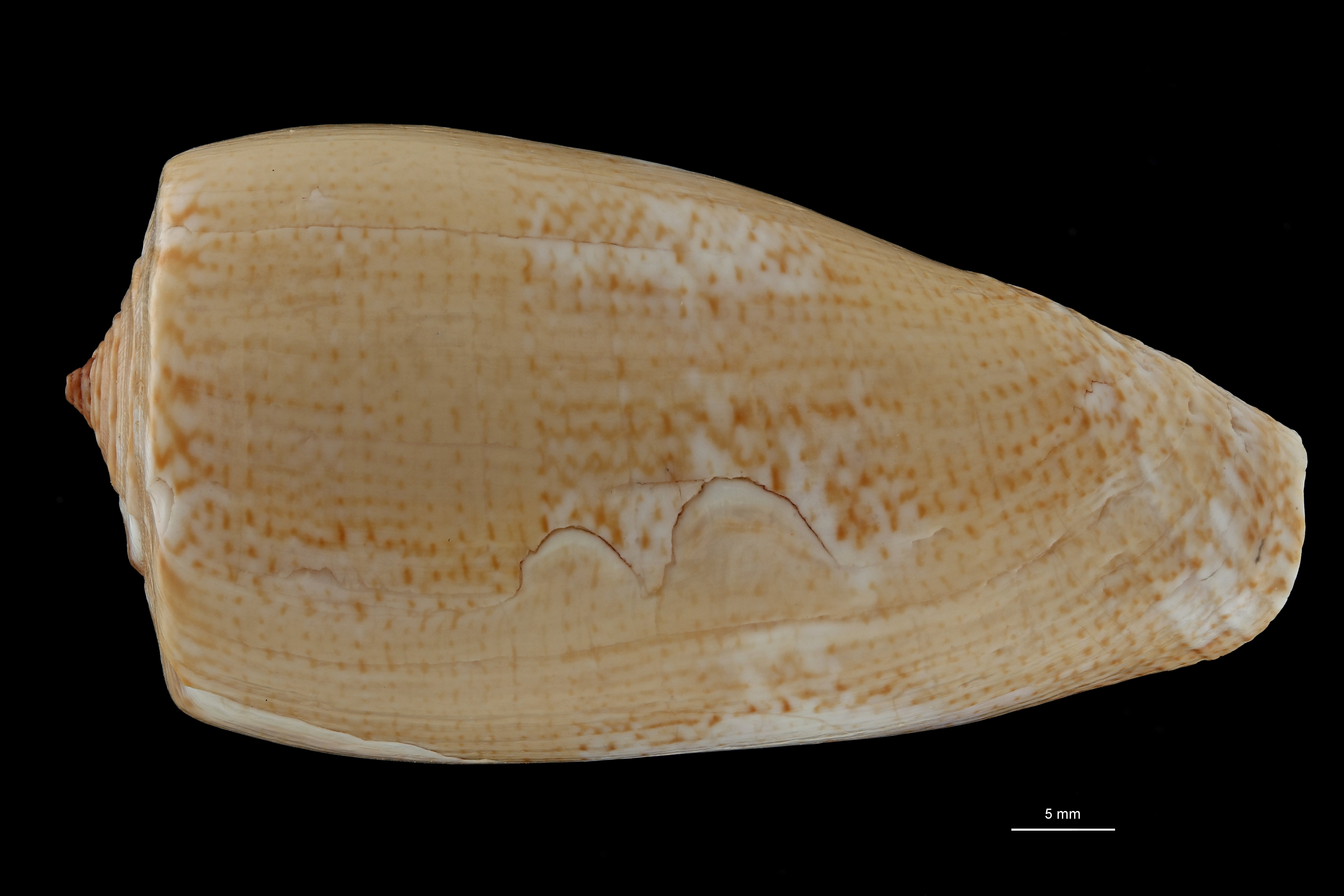 BE-RBINS-INV HOLOTYPE MT 390 Conus (Gastridium) cuvieri DORSAL ZS PMax Scaled.jpg