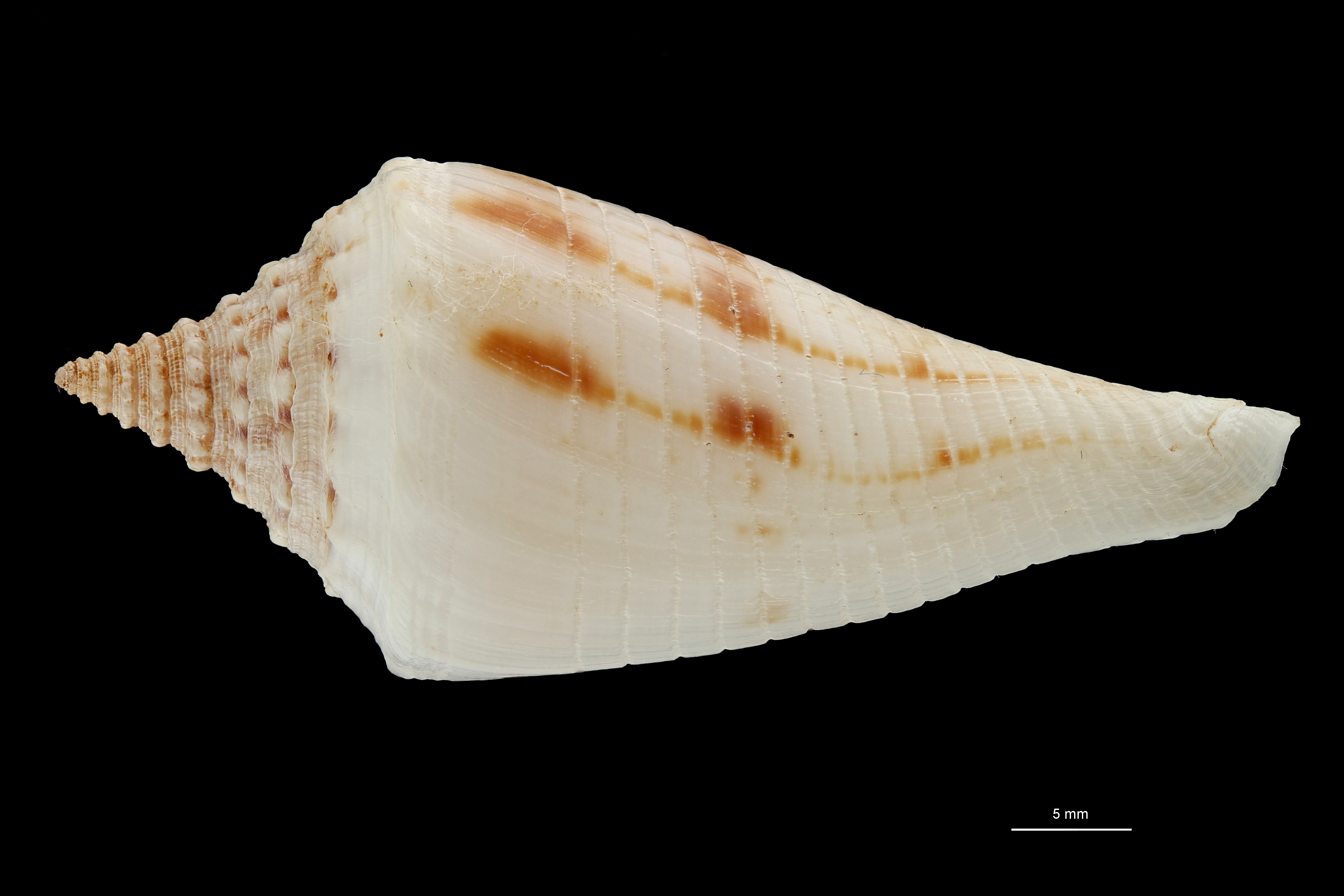 BE-RBINS-INV PARATYPE MT.3036 Conus orbignyi aratus DORSAL ZS PMax Scaled.jpg