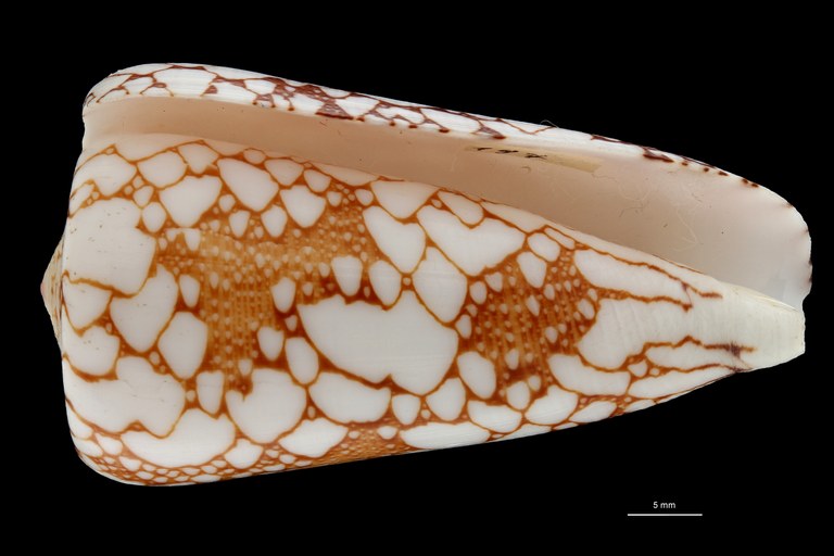 BE-RBINS-INV HOLOTYPE MT435 Conus pennaceus ganensis VENTRAL ZS PMax Scaled.jpg