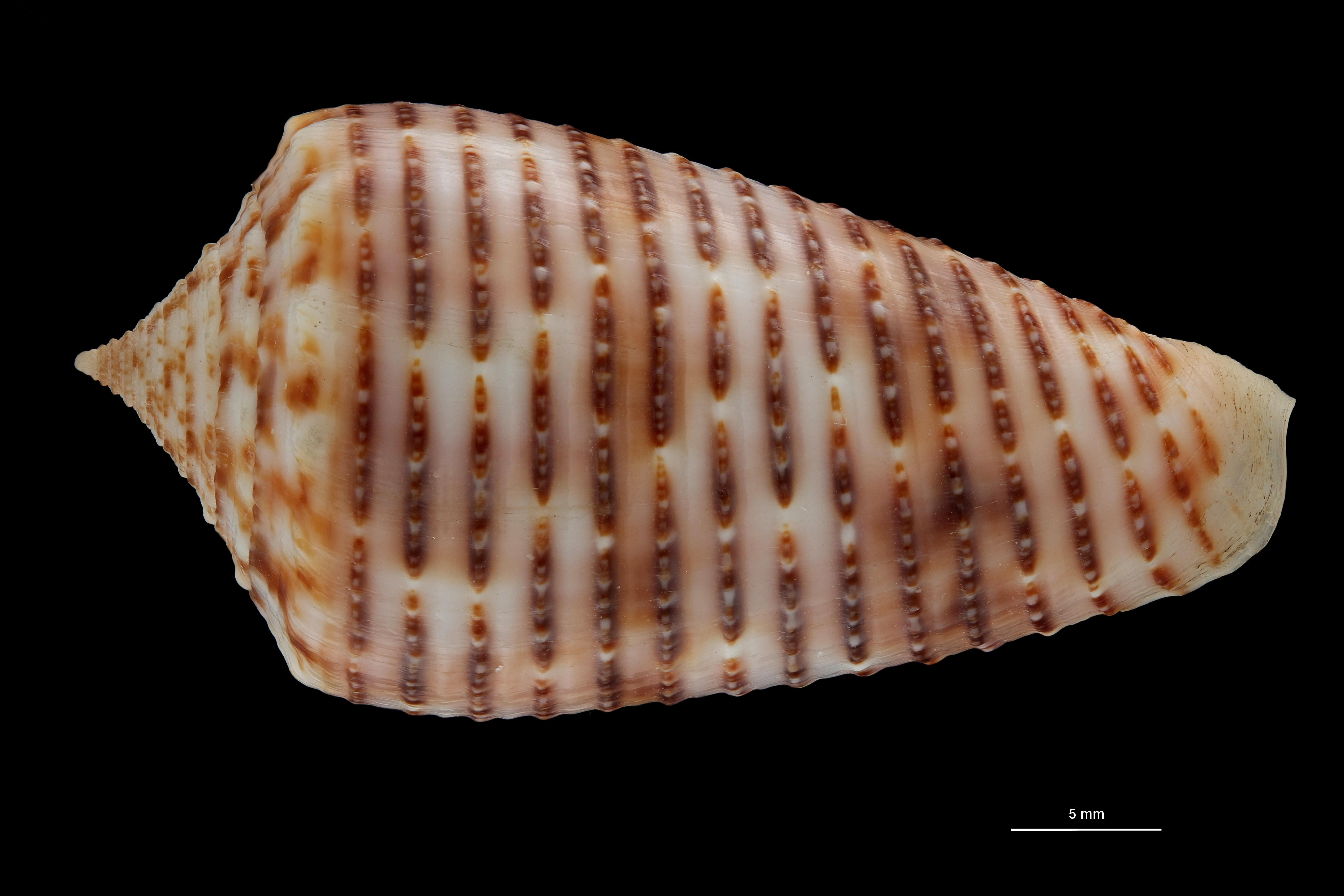 BE-RBINS-INV HOLOTYPE MT 464 Conus (Phasmoconus) proximus cebuensis Dorsal ZS PMax Scaled.jpg
