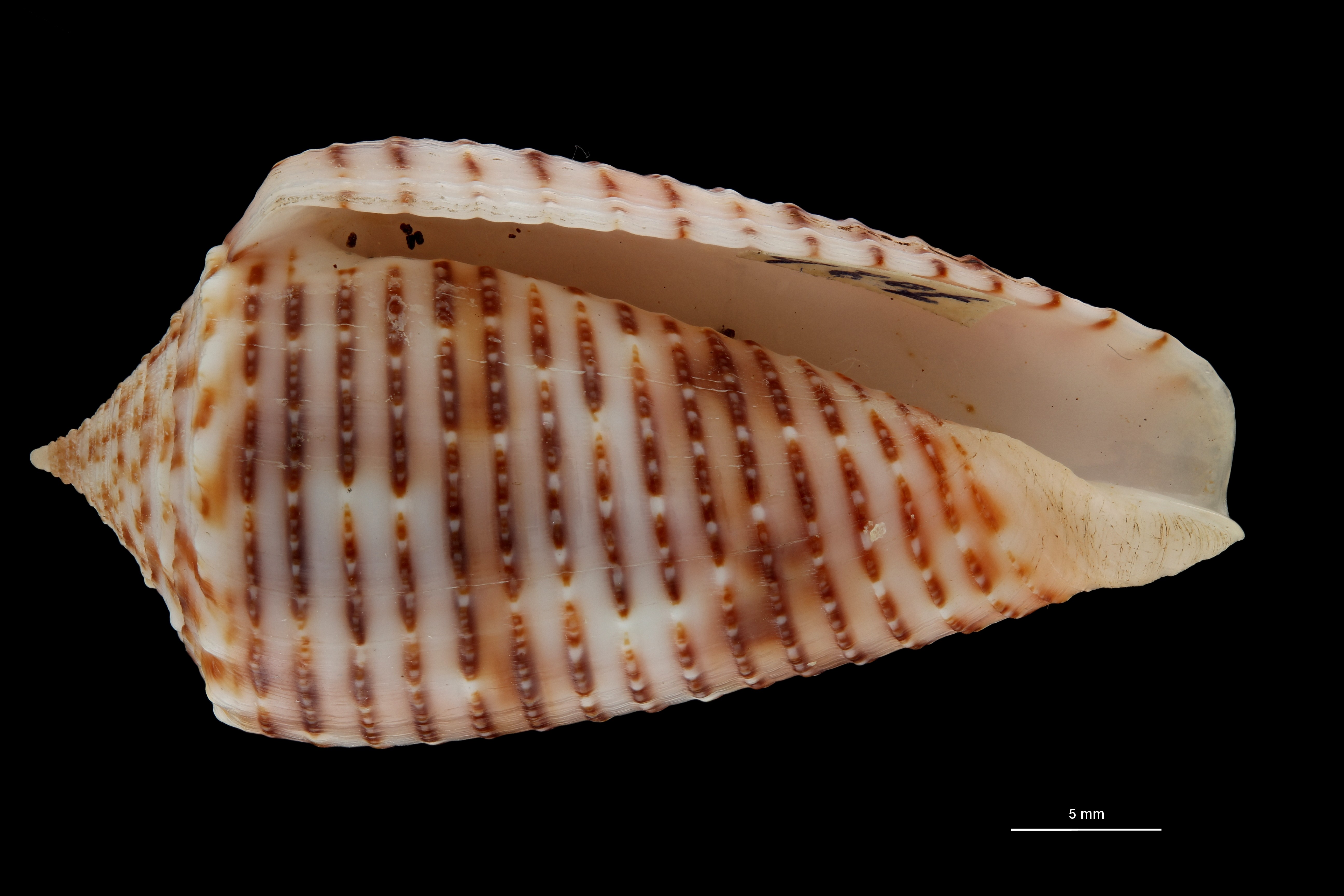 BE-RBINS-INV HOLOTYPE MT 464 Conus (Phasmoconus) proximus cebuensis VENTRAL ZS PMax Scaled.jpg
