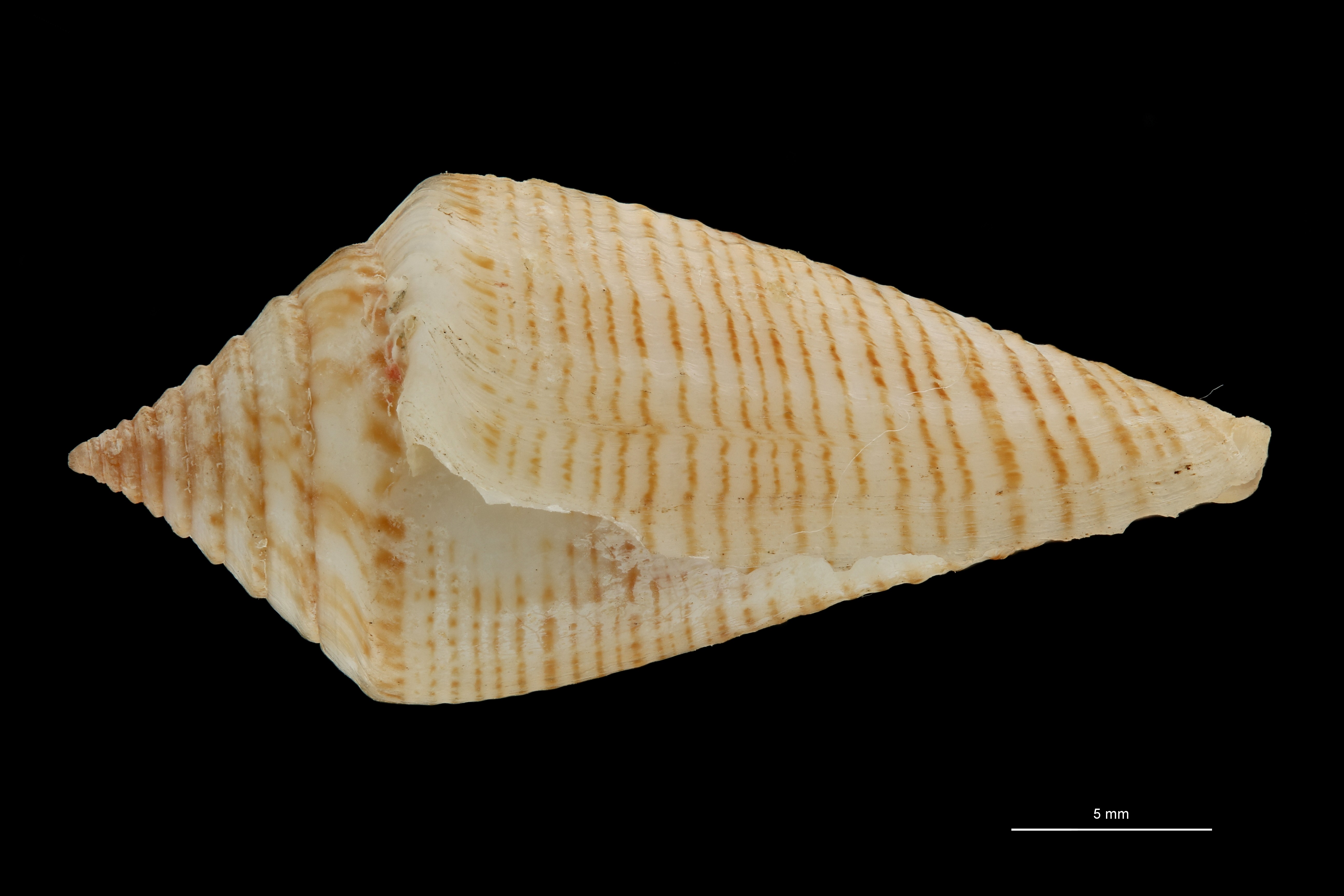 BE-RBINS-INV PARATYPE MT 389 Conus (Splinoconus) papuensis LATERAL ZS PMax Scaled.jpg