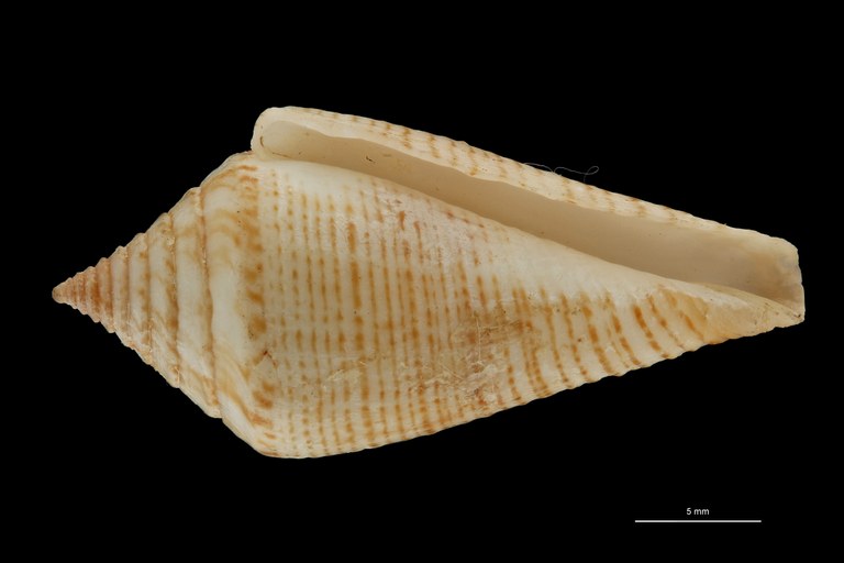BE-RBINS-INV PARATYPE MT 389 Conus (Splinoconus) papuensis VENTRAL ZS PMax Scaled.jpg