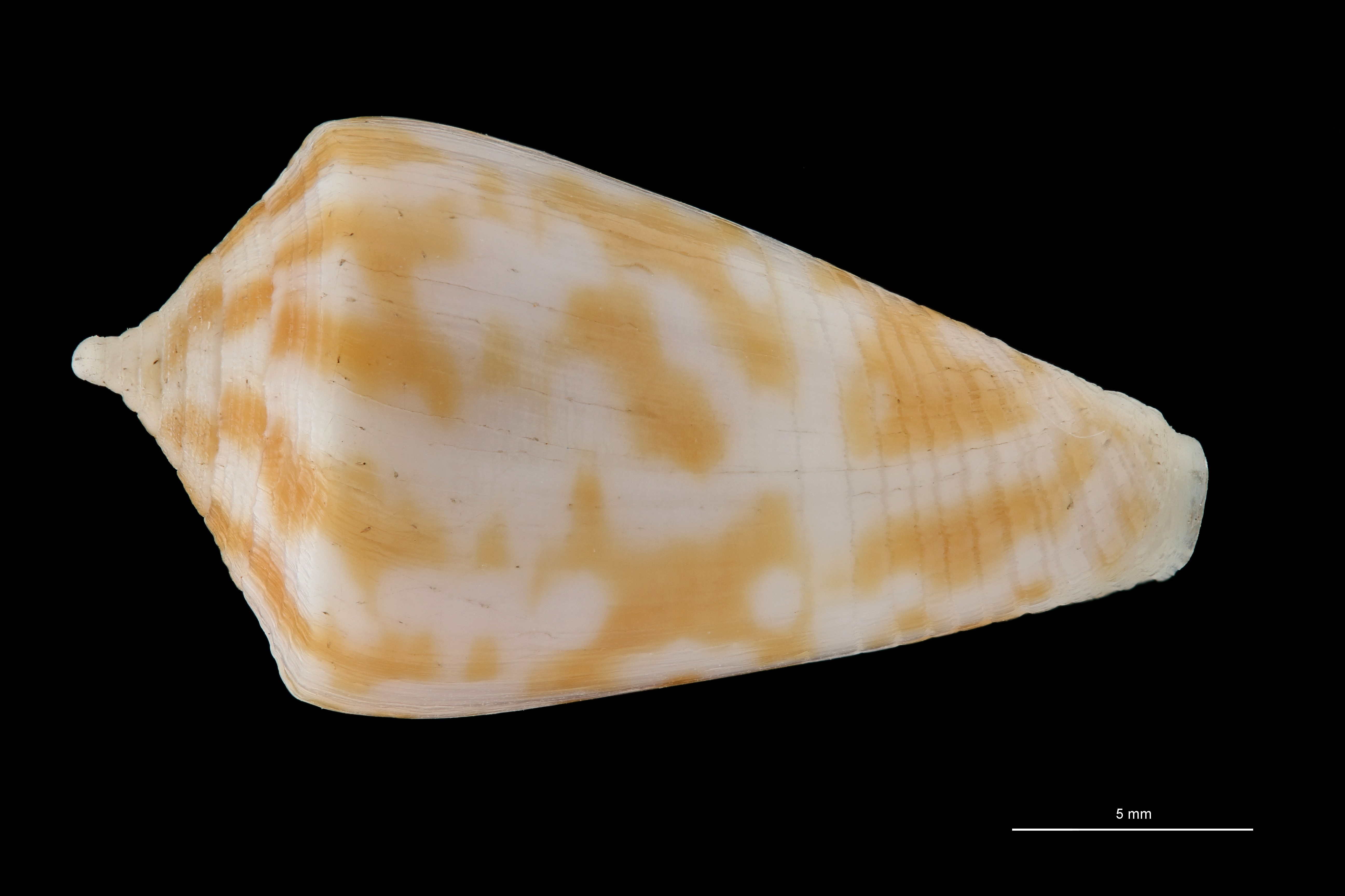 BE-RBINS-INV HOLOTYPE MT 394 Conus (Austroconus) sydneyensis DORSAL ZS PMax Scaled.jpg