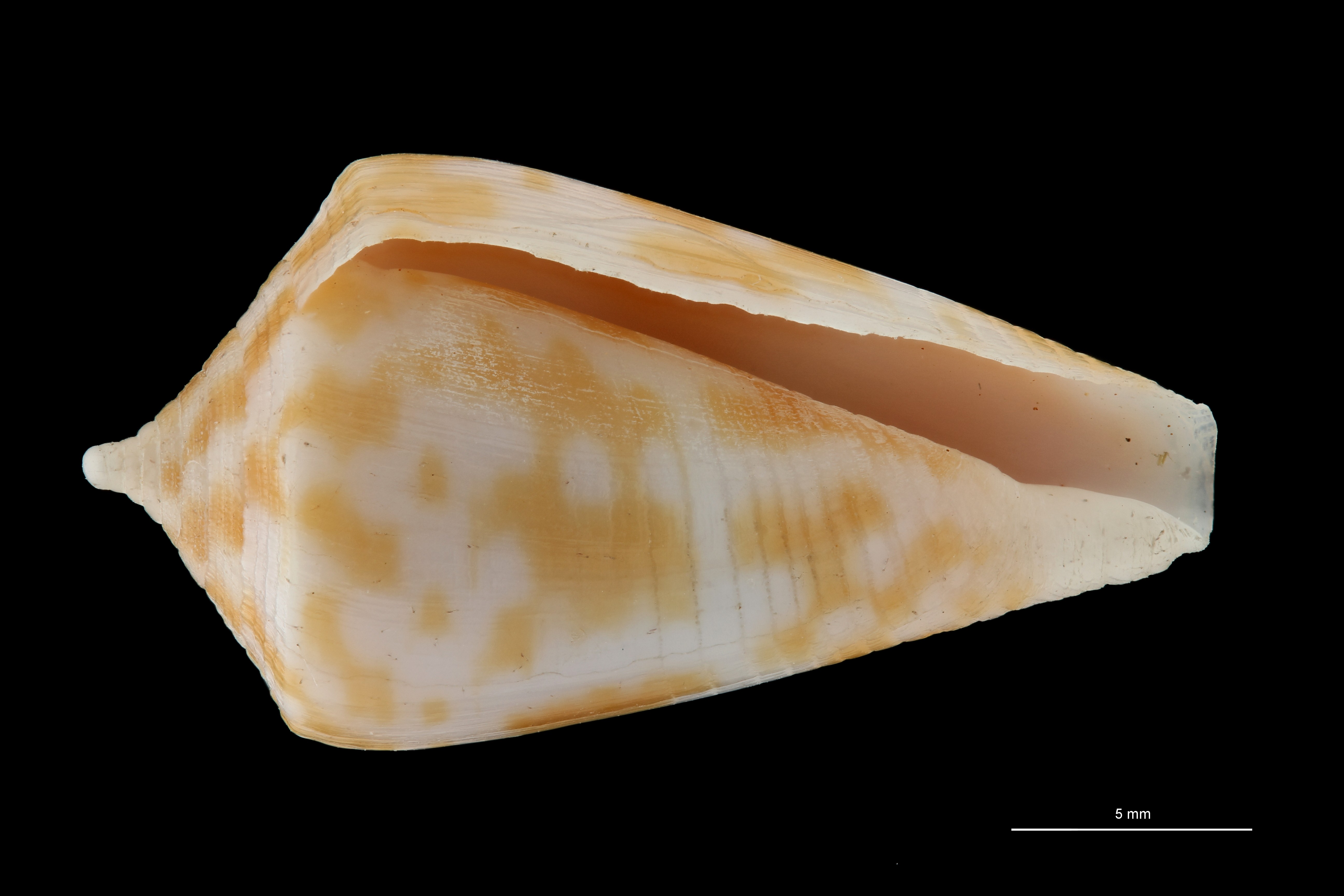 BE-RBINS-INV HOLOTYPE MT 394 Conus (Austroconus) sydneyensis VENTRAL ZS PMax Scaled.jpg