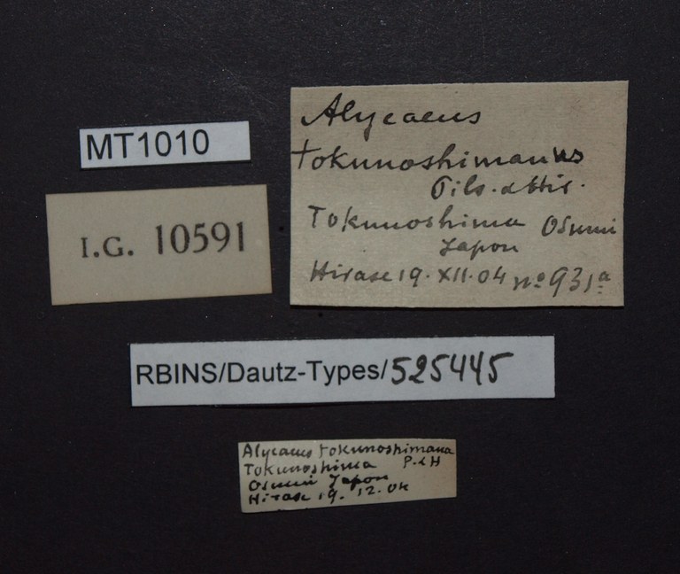 BE-RBINS-INV PARATYPE MT 1010 Alycaeus tokunoshimanus LABELS.jpg