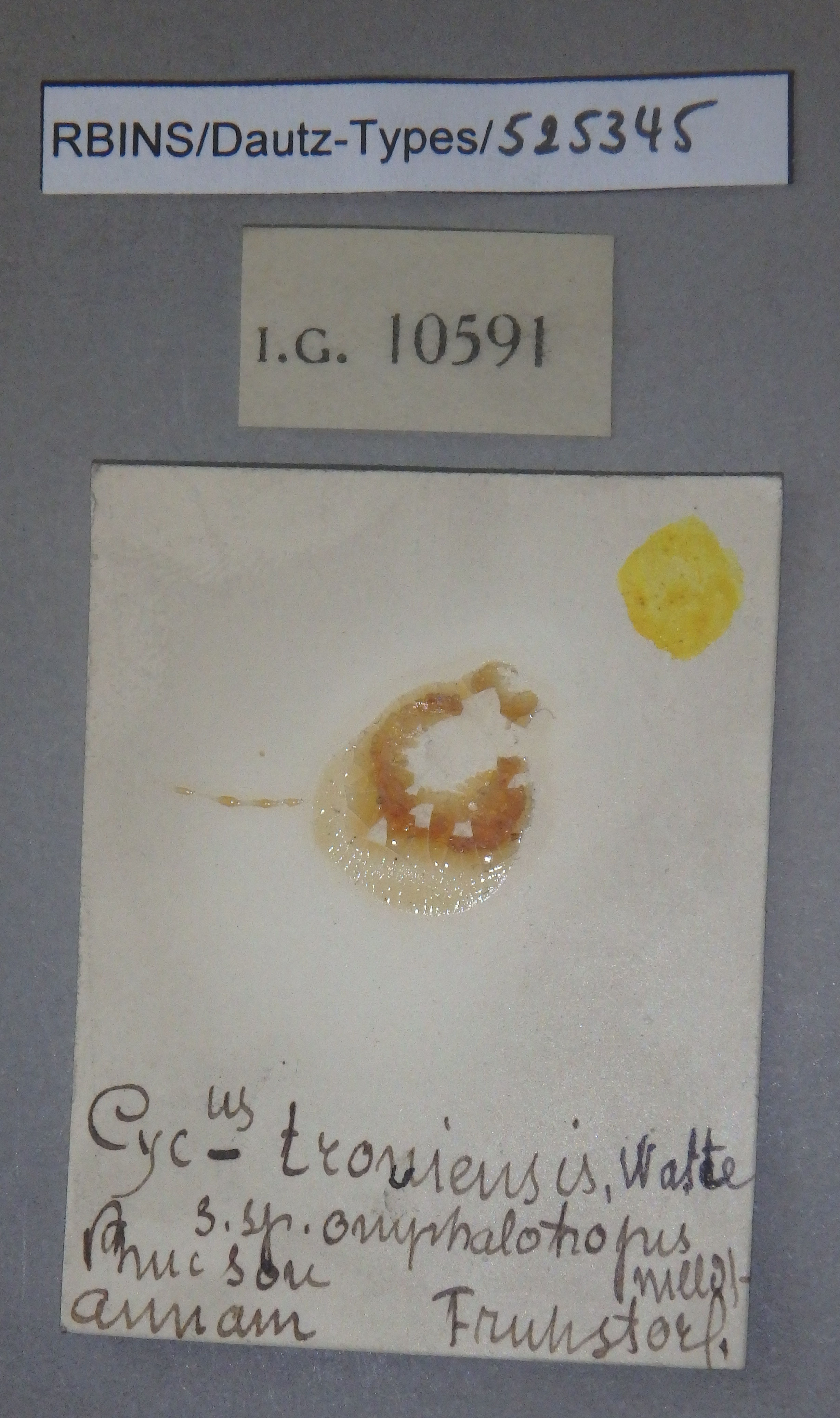 BE-RBINS-INV PARATYPE MT.921/2 Cyclophorus (Glossostylus) trouiensis var. omphalotropis LABELS.jpg
