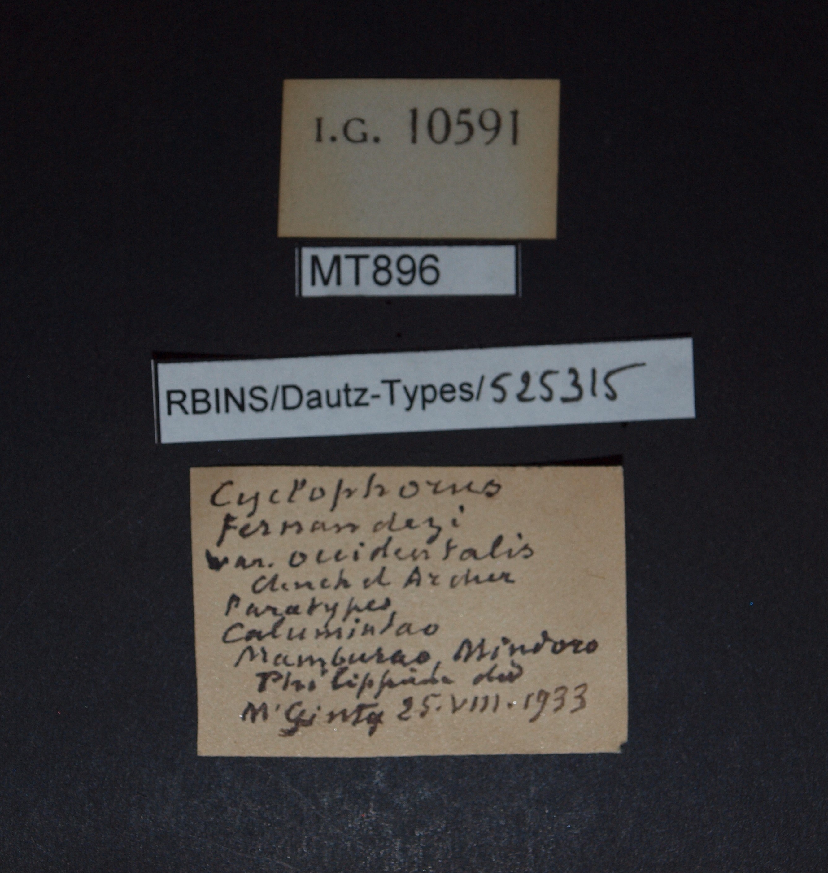 BE-RBINS-INV PARATYPE MT 896 Cyclophorus fernandezi var. occidentalis LABELS.jpg