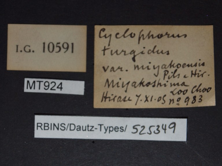 BE-RBINS-INV PARATYPE MT 924 Cyclophorus turgidus var miyakoensis LABELS.jpg