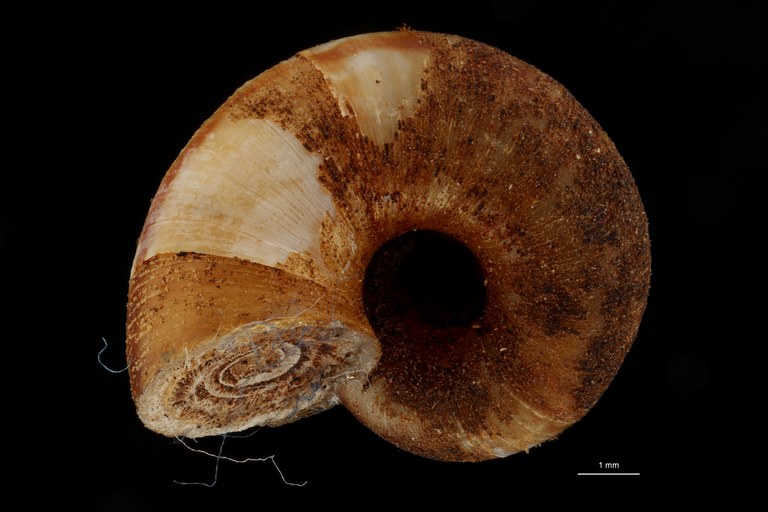 BE-RBINS-INV HOLOTYPE MT 177 Cyclotus beilanensis VENTRAL ZS DMap Scaled.jpg