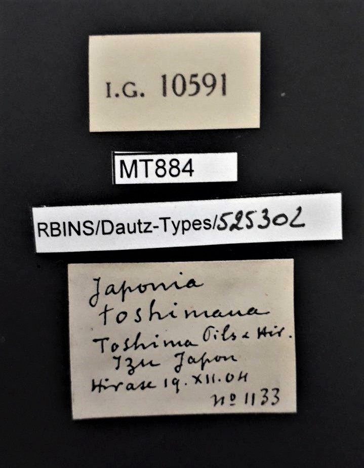 BE-RBINS-INV PARATYPE MT 884 Japonia toshimana LABELS.jpg