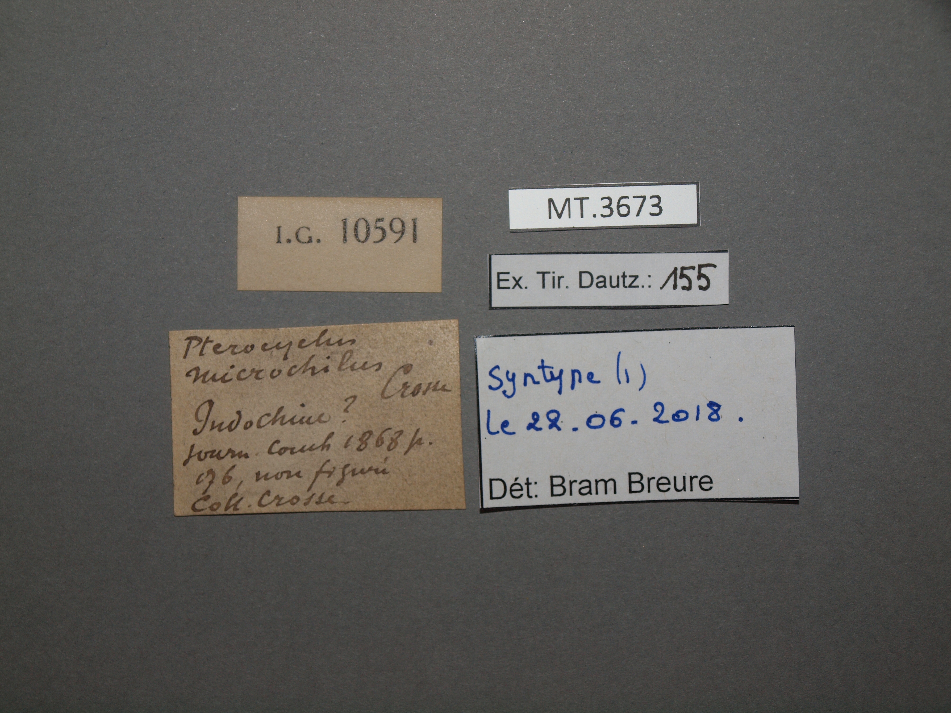 BE-RBINS-INV SYNTYPE MT.3673 Pterocyclus microchilus LABELS.jpg