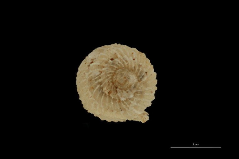 BE-RBINS-INV PARATYPE MT 1019 Arinia (Leucarinia) palainaeformis ANTERIOR.jpg