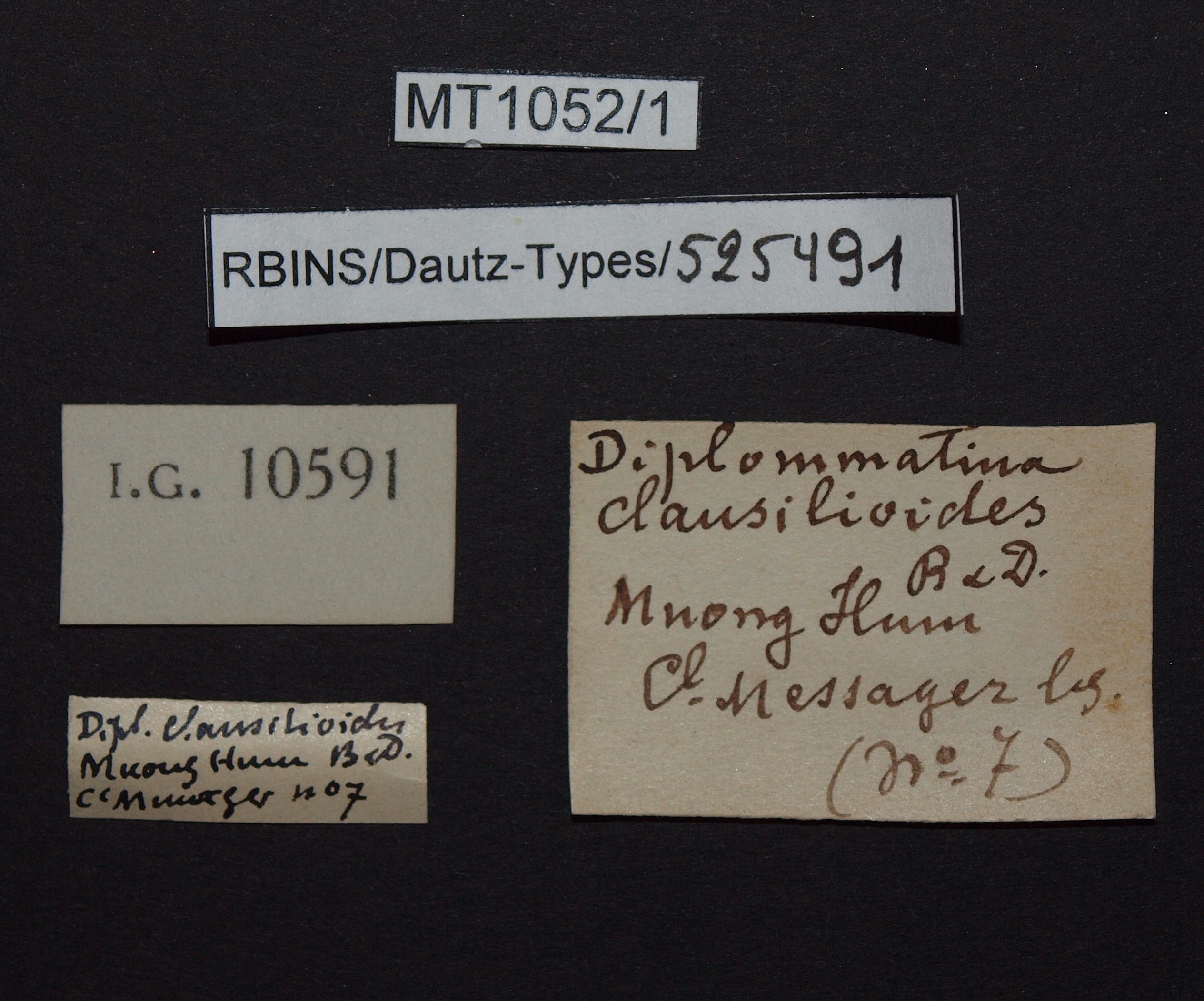 BE-RBINS-INV PARATYPE MT.1052/1 Diplommatina clausilioides LABELS.jpg