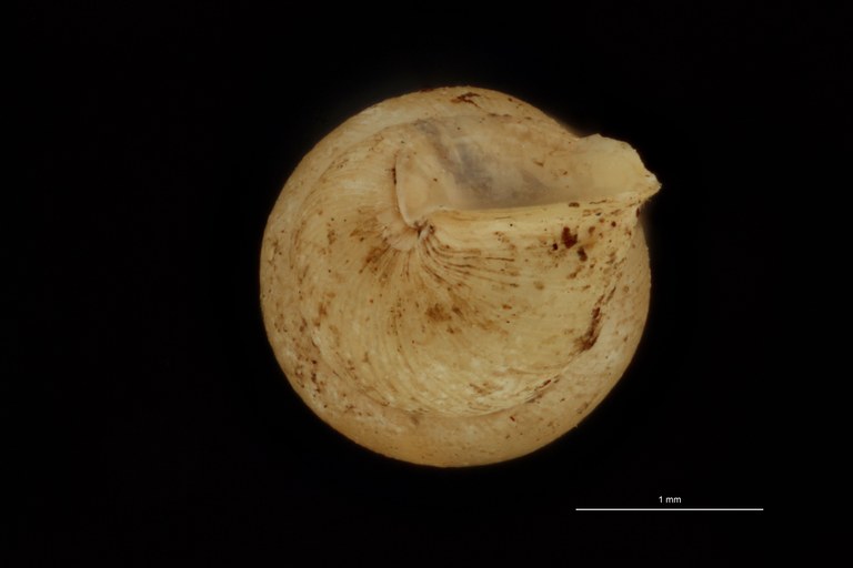 BE-RBINS-INV PARATYPE MT 1041 Diplommatina (Sinica) auriculata var. abbreviata BUCAL.jpg