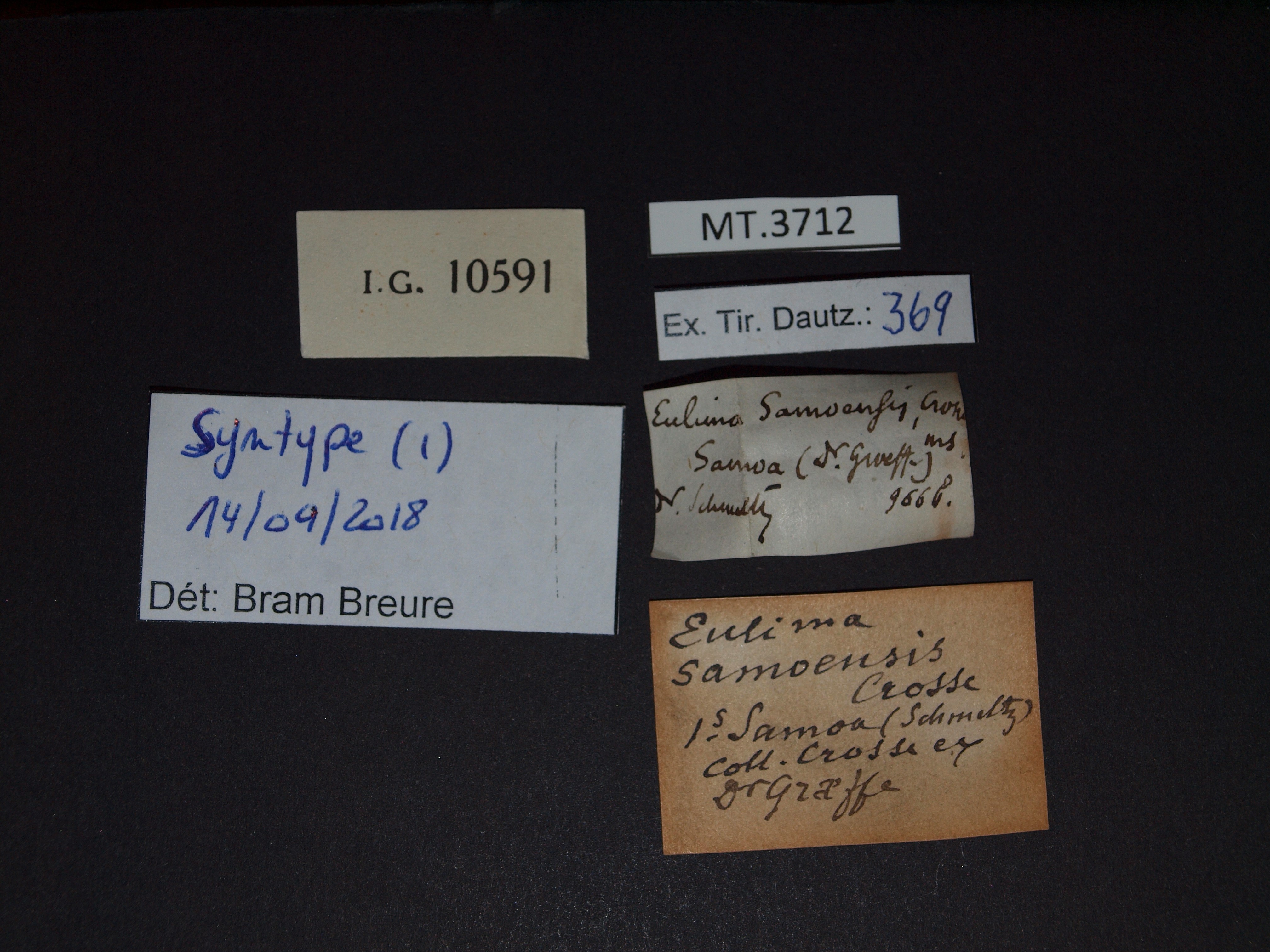 BE-RBINS-INV SYNTYPE MT.3712 Eulima samoensis LABELS.jpg