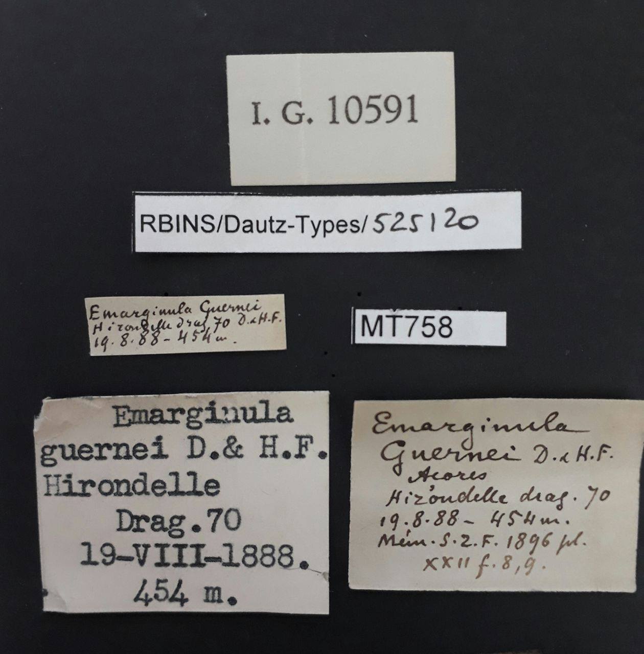 BE-RBINS-INV PARATYPE MT 758 Emarginula guernei LABELS.jpg