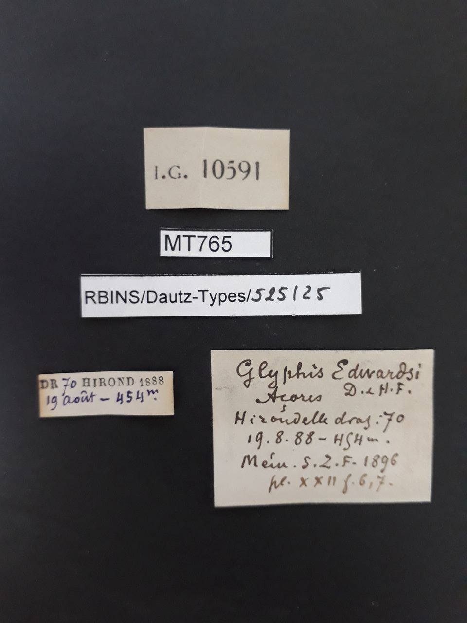 BE-RBINS-INV PARATYPE MT 765 Glyphis edwardsi LABELS.jpg