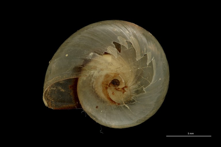 BE-RBINS-INV TYPE MT 687 Helicarion knysnaensis VENTRAL ZS PMax Scaled.jpg