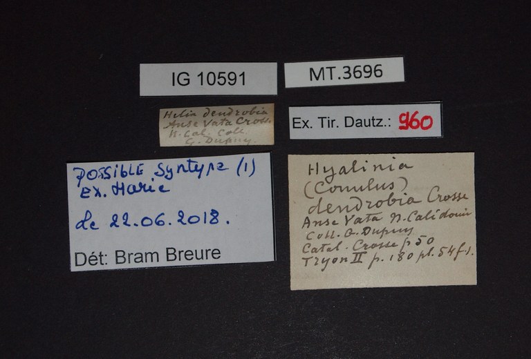 BE-RBINS-INV MT.3696 Helix dendrobia LABELS.jpg