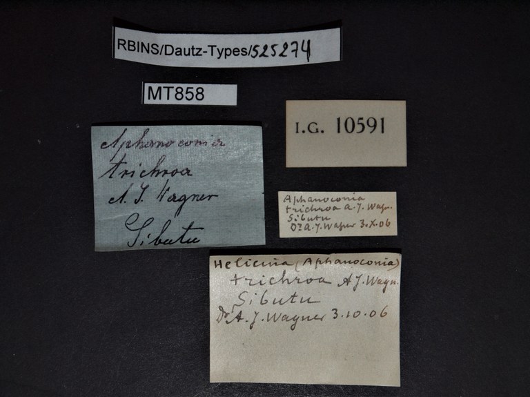 BE-RBINS-INV PARATYPE MT 858 Helicina (Aphanoconia) trichroa LABELS.jpg