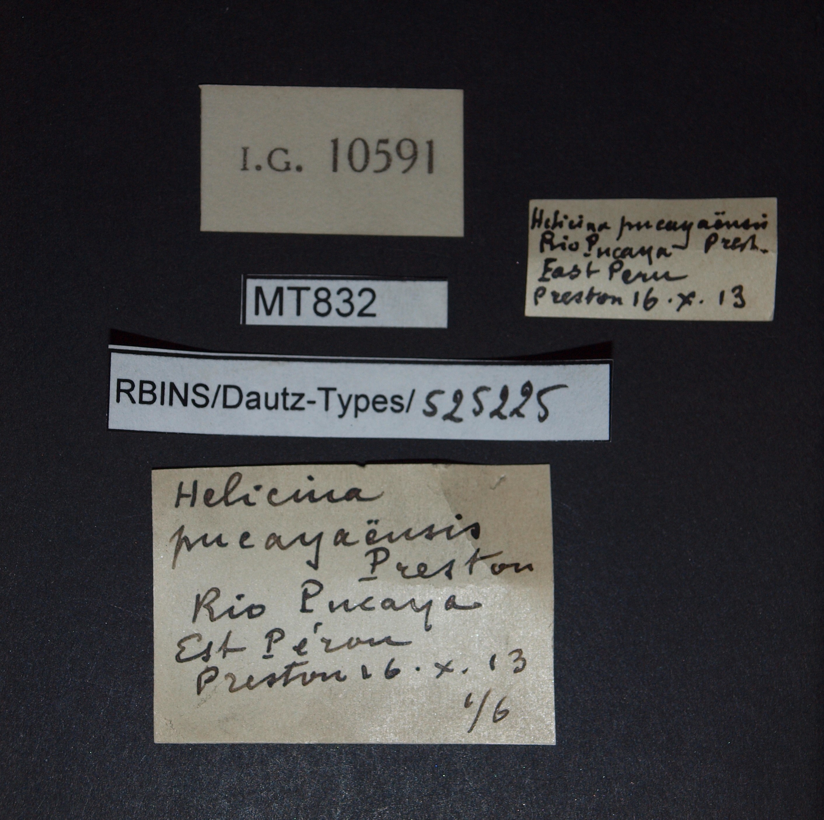 BE-RBINS-INV PARATYPE MT 832 Helicina pucayaensis LABELS.jpg