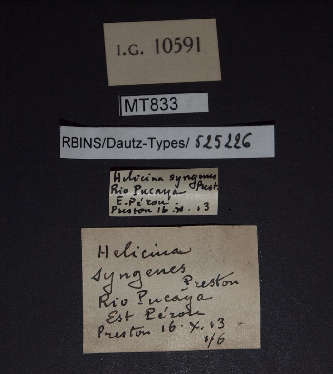 BE-RBINS-INV PARATYPE MT 833 Helicina syngenes LABELS.jpg