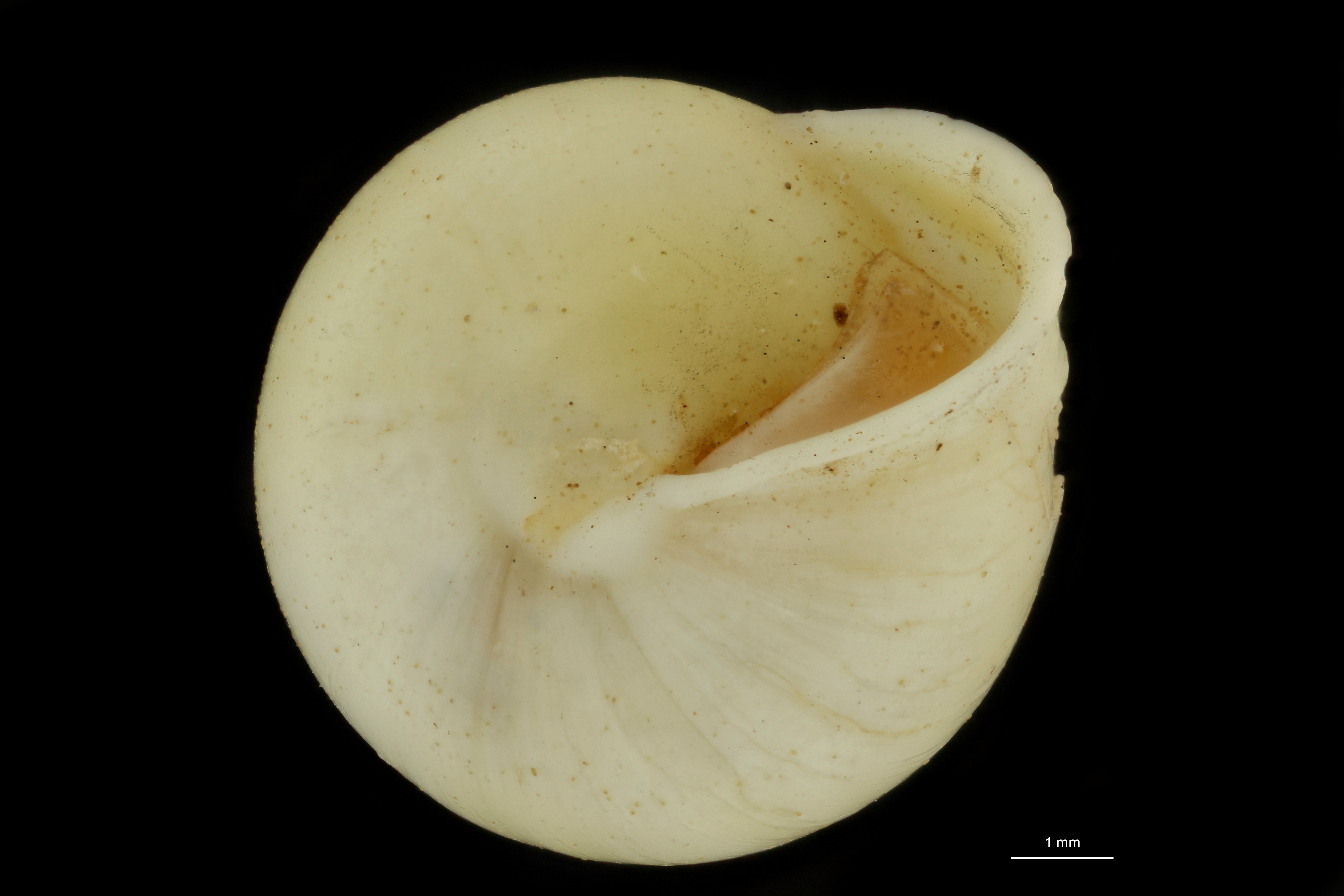 BE-RBINS-INV PARATYPE MT 827 Helicina (Tristramia) delicatula var. unicolor BUCAL.jpg