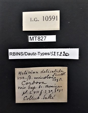 BE-RBINS-INV PARATYPE MT 827 Helicina (Tristramia) delicatula var. unicolor LABELS.jpg